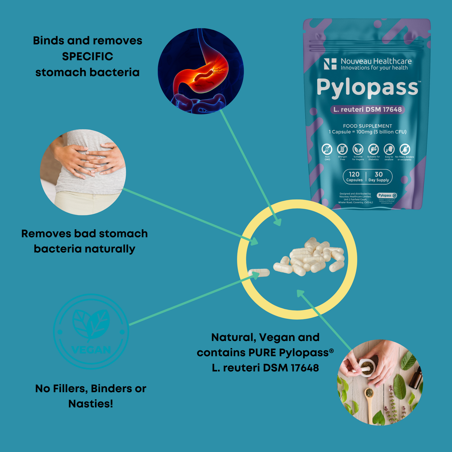 Pylopass L. reuteri DSM 17648